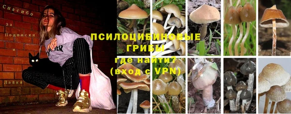 PSILOCYBIN Баксан